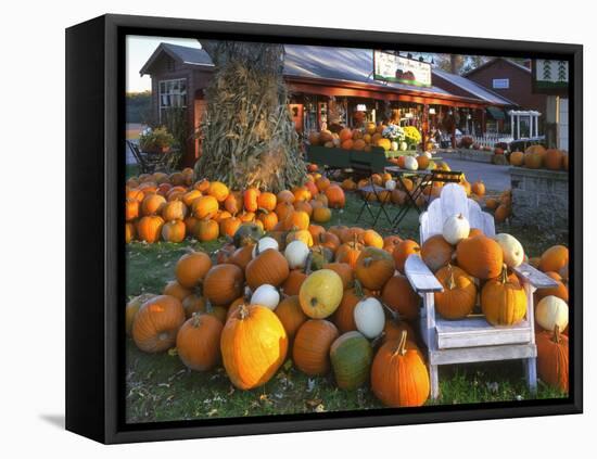 Autumn Display of Pumpkins New England, Maine, USA-Jaynes Gallery-Framed Premier Image Canvas