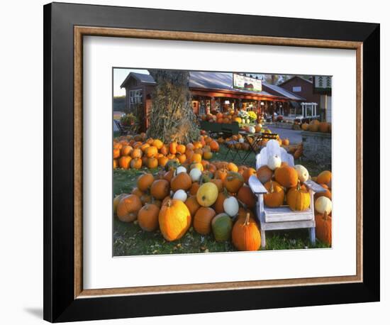 Autumn Display of Pumpkins New England, Maine, USA-Jaynes Gallery-Framed Photographic Print