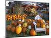 Autumn Display of Pumpkins New England, Maine, USA-Jaynes Gallery-Mounted Photographic Print