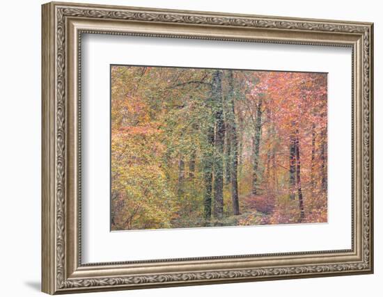 Autumn Dreams I-Doug Chinnery-Framed Photographic Print