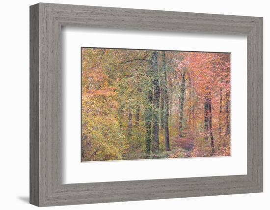 Autumn Dreams I-Doug Chinnery-Framed Photographic Print