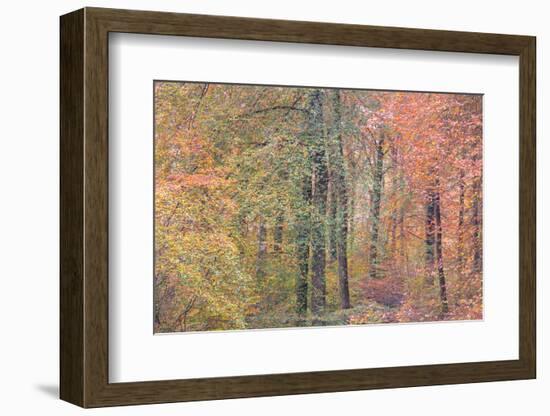 Autumn Dreams I-Doug Chinnery-Framed Photographic Print