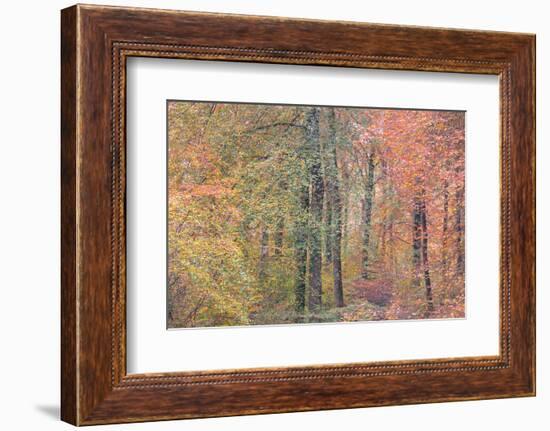 Autumn Dreams I-Doug Chinnery-Framed Photographic Print