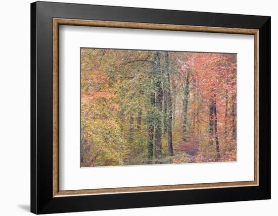 Autumn Dreams I-Doug Chinnery-Framed Photographic Print