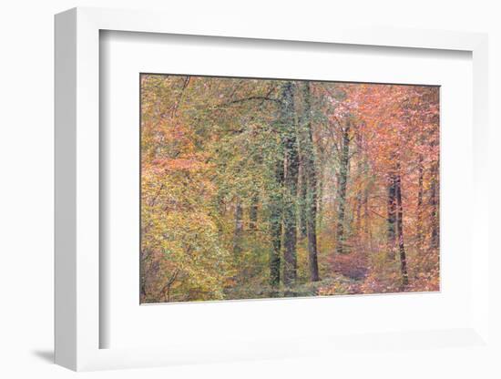 Autumn Dreams I-Doug Chinnery-Framed Photographic Print