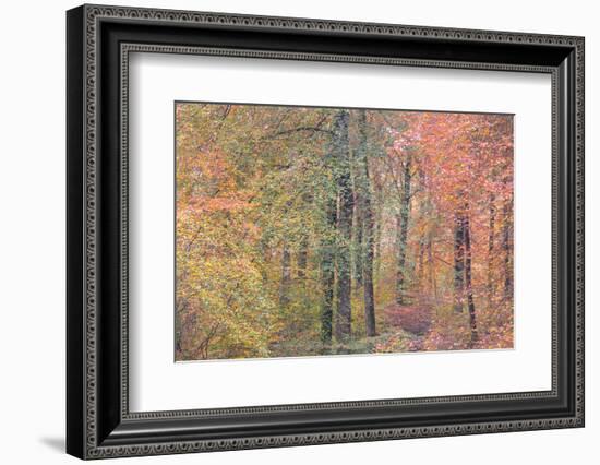 Autumn Dreams I-Doug Chinnery-Framed Photographic Print