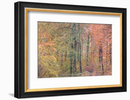 Autumn Dreams I-Doug Chinnery-Framed Photographic Print