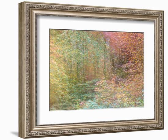 Autumn Dreams II-Doug Chinnery-Framed Photographic Print