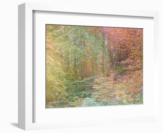 Autumn Dreams II-Doug Chinnery-Framed Photographic Print