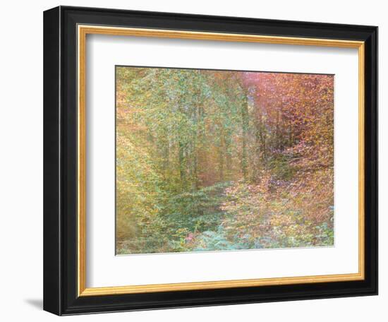 Autumn Dreams II-Doug Chinnery-Framed Photographic Print