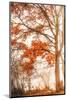 Autumn Emotion-Philippe Saint-Laudy-Mounted Photographic Print