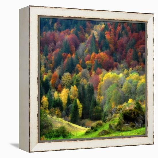 Autumn Erupting-Philippe Sainte-Laudy-Framed Premier Image Canvas