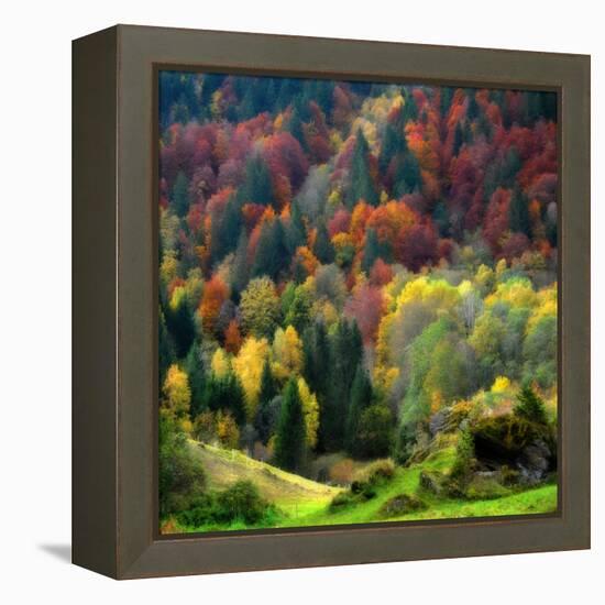 Autumn Erupting-Philippe Sainte-Laudy-Framed Premier Image Canvas