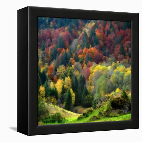 Autumn Erupting-Philippe Sainte-Laudy-Framed Premier Image Canvas