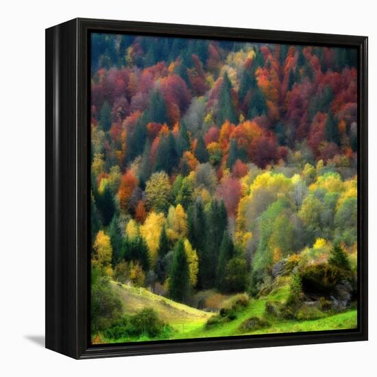 Autumn Erupting-Philippe Sainte-Laudy-Framed Premier Image Canvas