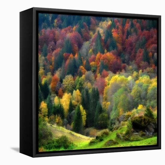 Autumn Erupting-Philippe Sainte-Laudy-Framed Premier Image Canvas