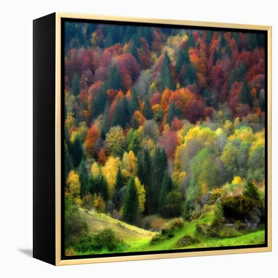 Autumn Erupting-Philippe Sainte-Laudy-Framed Premier Image Canvas