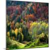 Autumn Erupting-Philippe Sainte-Laudy-Mounted Photographic Print