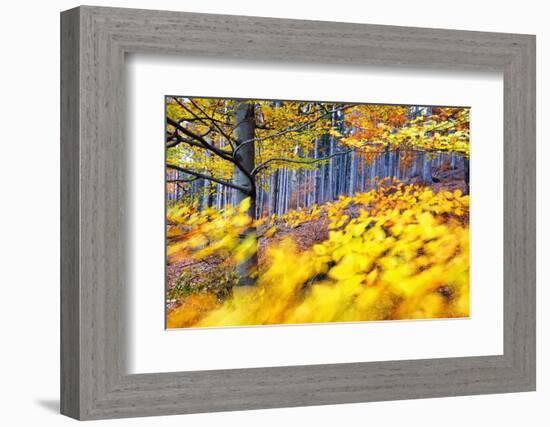 Autumn European beech and pine forest in the background-Mateusz Piesiak-Framed Photographic Print