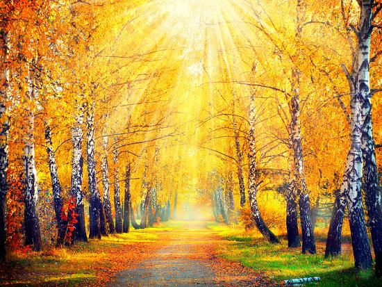 Autumn Fall Autumnal Park Autumn Trees And Leaves In Sun Rays Beautiful Autumn Scene Photographic Print Subbotina Anna Art Com Autumn Fall Autumnal Park Autumn Trees And Leaves In Sun Rays Beautiful Autumn Scene Photographic Print Subbotina Anna Art Com