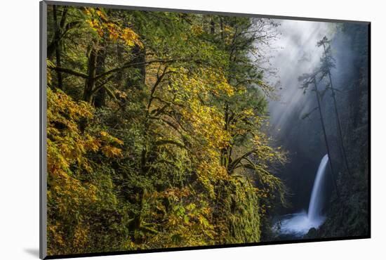 Autumn Fall Color and Sun-Streaked Mist at Metlako Falls on Eagle Creek in the Columbia Gorge-Gary Luhm-Mounted Photographic Print