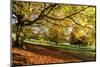 Autumn (fall) colours, Chatsworth Park, stately home of the Duke of Devonshire, Chesterfield, Derby-Eleanor Scriven-Mounted Photographic Print