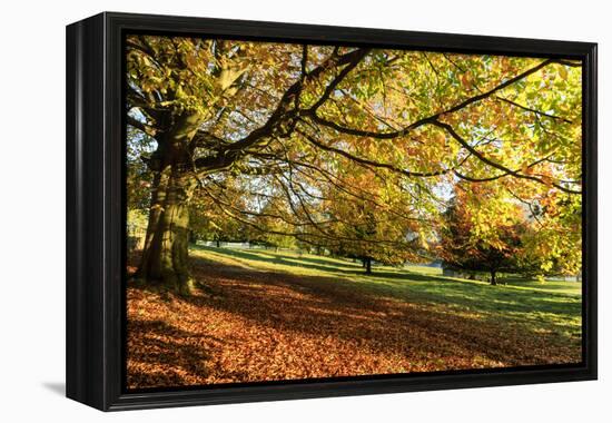 Autumn (fall) colours, Chatsworth Park, stately home of the Duke of Devonshire, Chesterfield, Derby-Eleanor Scriven-Framed Premier Image Canvas