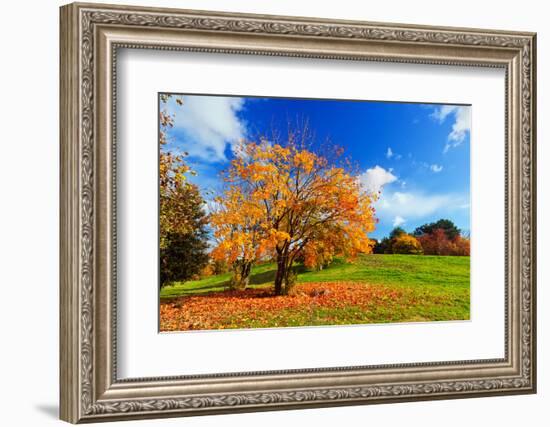 Autumn, Fall Landscape with a Tree Full of Colorful Leaves, Sunny Blue Sky.-Michal Bednarek-Framed Photographic Print