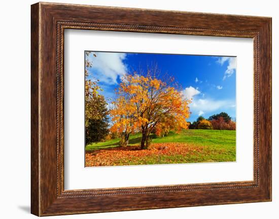 Autumn, Fall Landscape with a Tree Full of Colorful Leaves, Sunny Blue Sky.-Michal Bednarek-Framed Photographic Print