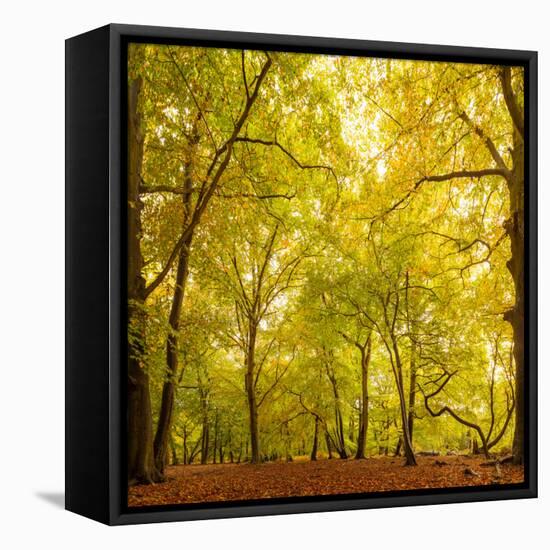 Autumn-Fall Woodland in the Chiltern Hills-Michael Gibbs-Framed Premier Image Canvas