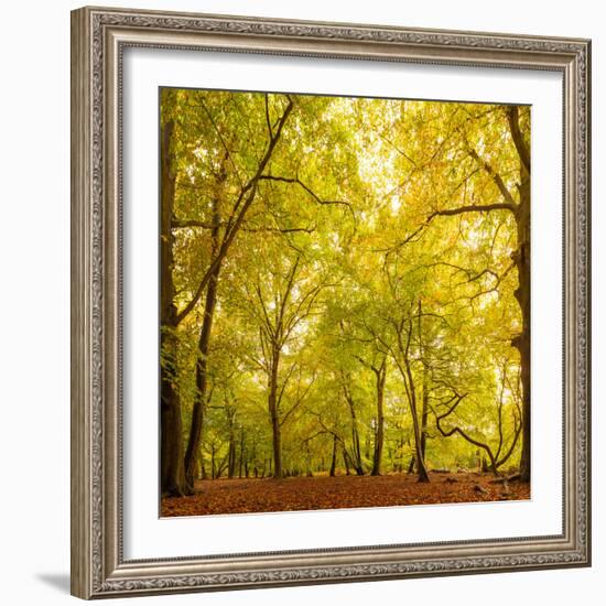 Autumn-Fall Woodland in the Chiltern Hills-Michael Gibbs-Framed Photographic Print