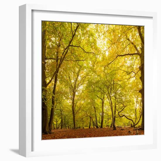 Autumn-Fall Woodland in the Chiltern Hills-Michael Gibbs-Framed Photographic Print