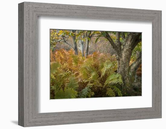 Autumn Ferns-Danny Head-Framed Photographic Print