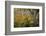 Autumn Ferns-Danny Head-Framed Photographic Print