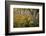 Autumn Ferns-Danny Head-Framed Photographic Print