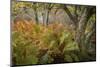 Autumn Ferns-Danny Head-Mounted Photographic Print