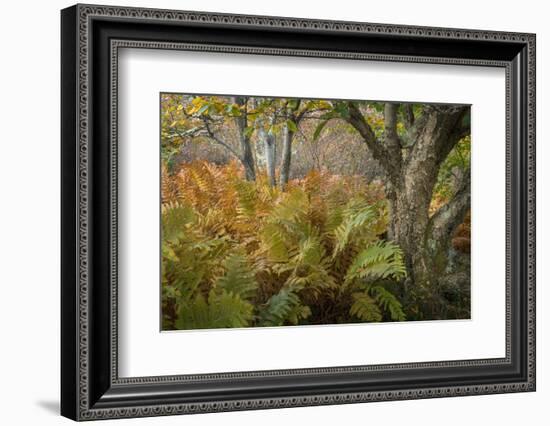 Autumn Ferns-Danny Head-Framed Photographic Print