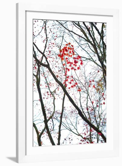 Autumn Flash-Peter Adams-Framed Giclee Print