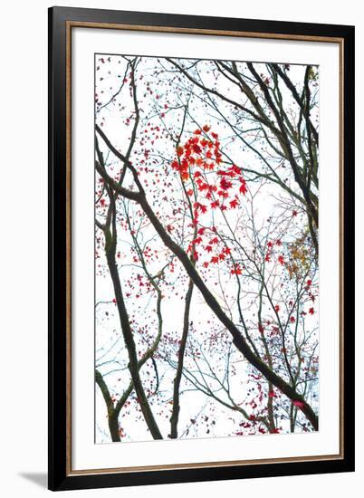 Autumn Flash-Peter Adams-Framed Giclee Print