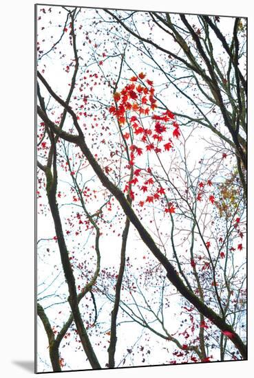Autumn Flash-Peter Adams-Mounted Giclee Print