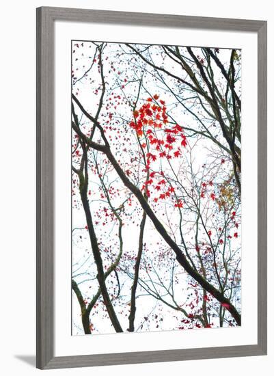 Autumn Flash-Peter Adams-Framed Giclee Print