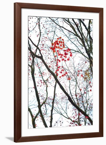 Autumn Flash-Peter Adams-Framed Giclee Print