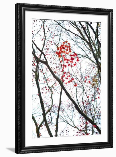 Autumn Flash-Peter Adams-Framed Giclee Print