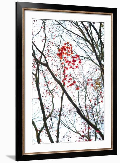 Autumn Flash-Peter Adams-Framed Giclee Print