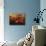 Autumn Florals-Kanayo Ede-Mounted Giclee Print displayed on a wall