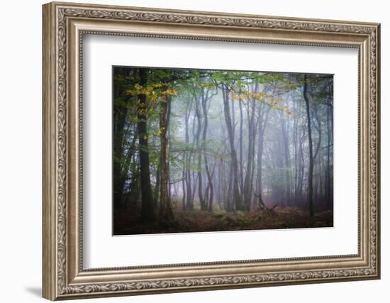 Autumn Foggy Forest Scene-Philippe Manguin-Framed Photographic Print