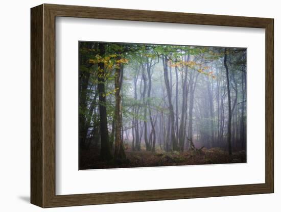 Autumn Foggy Forest Scene-Philippe Manguin-Framed Photographic Print