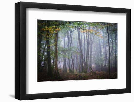 Autumn Foggy Forest Scene-Philippe Manguin-Framed Photographic Print