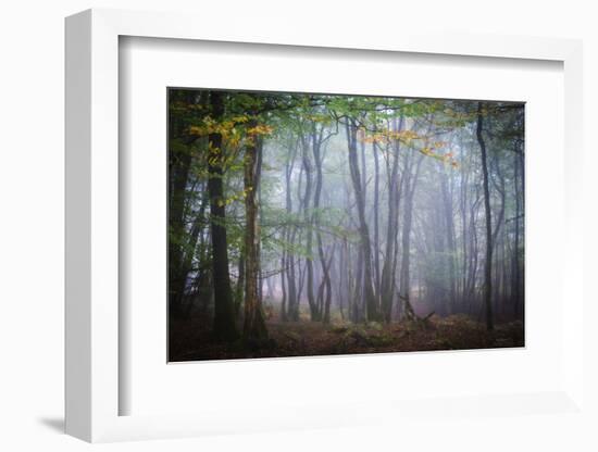 Autumn Foggy Forest Scene-Philippe Manguin-Framed Photographic Print