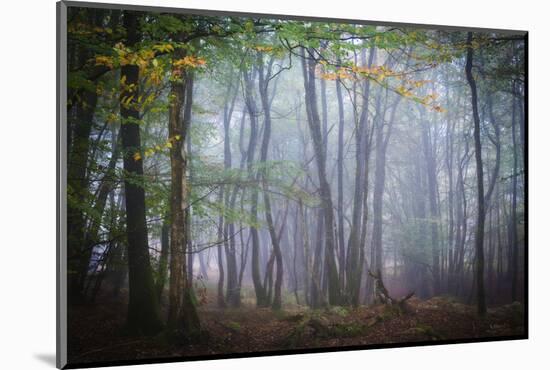 Autumn Foggy Forest Scene-Philippe Manguin-Mounted Photographic Print